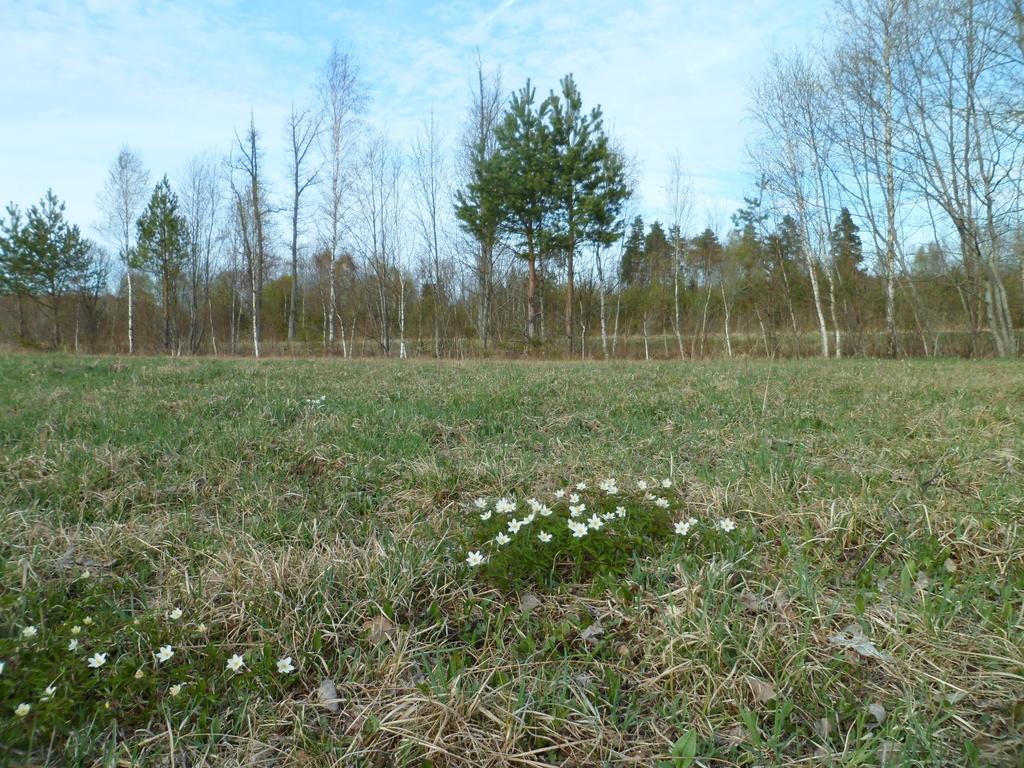 Viruna Farm Kiraste Zewnętrze zdjęcie
